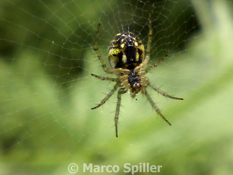 Mangora acalypha - Milano (MI)